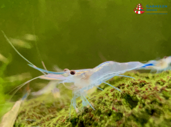 Set 10 x Caridina caerulea var. "Ice Blue" Garnelen